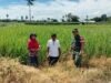 Babinsa Koramil Bontonompo Dukung Penuh Ketahanan Pangan di Gowa melalui Pendampingan Petani
