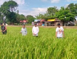 Sinergi Tiga Pilar: Babinsa, PPL, dan Bhabinkamtibmas Dukung Ketahanan Pangan di Gowa