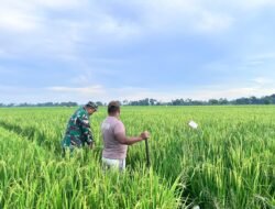 Babinsa Bontonompo Kawal Ketahanan Pangan, Dampingi Petani Rawat Tanaman Padi