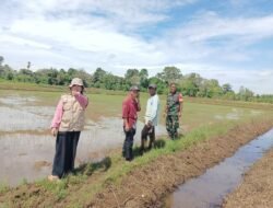 Babinsa dan PPL Bersinergi Sukseskan Program LTT di Gowa, Wujudkan Swasembada Pangan Nasional