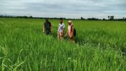 Sukseskan Ketahanan Pangan, Babinsa Aktif Kawal Pemeliharaan Padi di Gowa