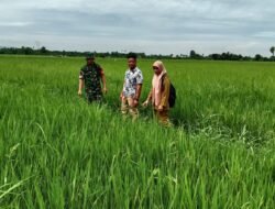 Sukseskan Ketahanan Pangan, Babinsa Aktif Kawal Pemeliharaan Padi di Gowa