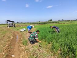 Aksi Babinsa Bontonompo Kawal Ketahanan Pangan Tingkatkan Produksi Padi