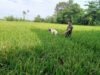 Guna Mencapai Program LTT Babinsa Bontonompo Turun Ke Sawah