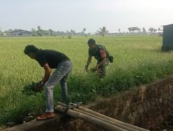 Babinsa Bontoramba Dukung Program LTT, Dampingi Petani Rawat Tanaman Padi
