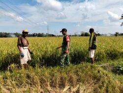 Tingkatkan Ketahanan Pangan Babinsa Bontoramba Dampingi Petani Rawat Padi