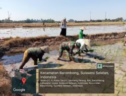 Babinsa Koramil 1409-05/Pallangga Turun ke Sawah, Dampingi Petani Tingkatkan Produksi Pangan