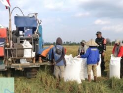 Pendampingan Panen Padi, Sinergi Babinsa dan Petani Tingkatkan Hasil Pertanian