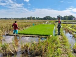 Sukseskan Ketahanan Pangan Babinsa Bontonompo Dampingi Petani dalam Pemantauan Program LTT di Persawahan Desa Bontolangkasa Selatan