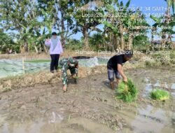 Pendampingan Babinsa di Persawahan Julubori, Dorong Produktivitas Petani dan Ketahanan Pangan