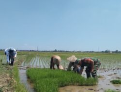 Kepedulian TNI,Babinsa Tetebatu Terjun Langsung Dampingi Petani Tanam Padi