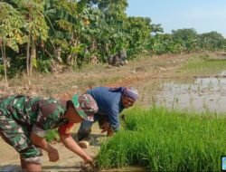 Genjot Produktivitas Pertanian Babinsa Pallangga Pendampingan Tanam Padi Bawa Harapan Panen Melimpah