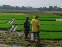 Kawal Ketahanan Pangan Babinsa Koramil 08 Bontonompo Dampingi Petani Tingkatkan Produksi Padi