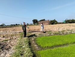 Wujudkan Ketahanan Pangan Babinsa Bontonompo Dampingi Petani Tingkatkan Produktifitas Padi