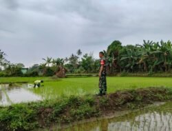 Wujudkan Swasembada Pangan Babinsa Desa Maccinibaji Dampingi Pemantauan Luas Tambah Tanam Padi