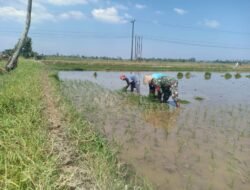 Terjun Langsung Ke Sawah Babinsa Dampingi Petani Tingkatkan Produksi Padi