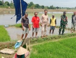 Tingkatkan Ketahanan Pangan Babinsa Desa Maccinibaji Dampingi Petani dalam Pemantauan LTT di Persawahan