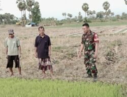 Babinsa Bontonompo Dampingi Petani Tingkatkan Ketahanan Pangan Melalui Pemeliharaan Padi