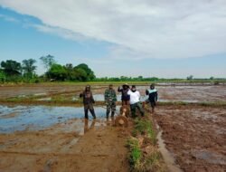 Tingkatkan Hanpangan Babinsa Koramil Bontomarannu Dampingi Petani Tanam Padi Metode Tabela