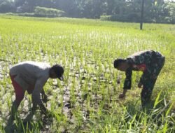 Bersama Petani,Babinsa Koramil Bontonompo Kawal Ketahanan Pangan Nasional