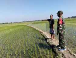 Tingkatkan Ketahanan Pangan, Babinsa Bontonompo Pantau Perawatan Padi di Desa Bontolangkasa Selatan