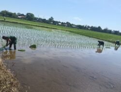 Turun ke Sawah,Babinsa Bontonompo Dampingi Petani Wujudkan Panen Melimpah