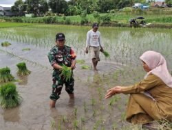 Wujud Kemanunggalan TNI, Babinsa Gowa Dampingi Tanam Padi LTT Bersama Petani