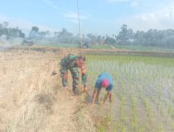 Babinsa Salajangki Terjun ke Sawah, Dukung Petani Wujudkan Swasembada Pangan