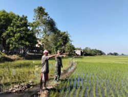 Tingkatkan Hasil Panen, Babinsa Bontonompo Dampingi Petani Alerang dalam Program LTT