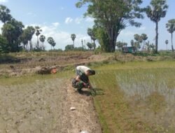Aksi Nyata Babinsa Dampingi Petani Tingkatkan Hasil Panen di Bontonompo  GOWA – Sertu Firman, Babinsa Desa