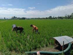 Wujud Kemanunggalan TNI dengan Rakyat, Serka Mustika Dampingi Poktan Julupa’mai