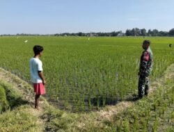 Babinsa Koramil Bontonompo Kawal Ketahanan Pangan, Dampingi Petani Atasi Pengairan Lahan