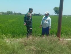 Dukung Ketahanan Pangan, Babinsa Pallangga Kawal Petani Tingkatkan Hasil Panen