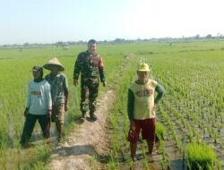 Kawal Ketahanan Pangan, Babinsa Bontonompo Dampingi Petani di Persawahan