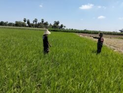 Sukseskan Ketahanan Pangan, Babinsa Bontonompo Beri Motivasi Petani dengan Turun ke Sawah