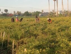 Sinergi Kuat Babinsa dan Petani: Kawal Panen Cabai Demi Ketahanan Pangan Gowa