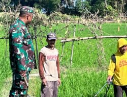 Kawal Ketahanan Pangan Babinsa Bontonompo, Pantau Perkembangan Padi di Persawahan