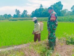 TNI Manunggal dengan Petani: Babinsa Barembeng Beri Motivasi Tingkatkan Hasil Panen Padi