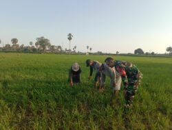 Wujudkan Ketahanan Pangan Gowa, Babinsa Bontonompo Pantau Padi Jenis Pemburu di Poktan Bengo Jaya