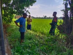 Tingkatkan Swasembada Pangan Babinsa Bajeng Dampingi LTT, Kawal Padi Inpari 42 Seluas 12 Hektar