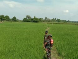 Kawal Ketahanan Pangan Gowa, Babinsa Pallangga Dampingi Pemeliharaan Padi Mekongga