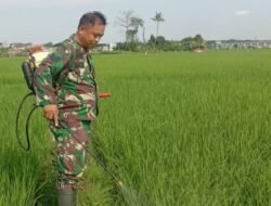 Babinsa Koramil Somba Opu Dampingi Petani Lawan Hama Ulat Daun di Samata