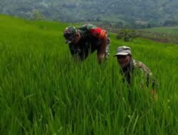 Babinsa Koramil 1409-04 Tinggimoncong Bersinergi dengan Petani Cegah Gagal Panen
