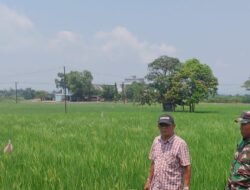 Kawal Ketahanan Pangan Gowa Babinsa Pallangga Pantau Intensif Lahan Padi Petani