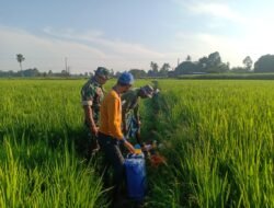 Sinergi TNI dan Petani Gowa: Babinsa Barembeng Beri Motivasi Langsung di Sawah Poktan Batu Malippung
