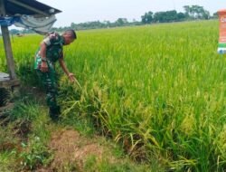 Kawal Swasembada Pangan, Babinsa Koramil Bontomarannu Dampingi Pemeliharaan Padi Jelang Puncak Musim Tanam