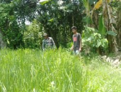 Babinsa Bontonompo Selatan Kawal Padi Varietas Pajajaran, Tingkatkan Ketahanan Pangan Gowa