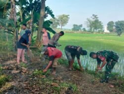 Dua Pilar Turun ke Sawah: Babinsa-Bhabinkamtibmas Pantau Poktan Gangga dan Balumbungan, Beri Motivasi Langsung