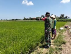 Wujudkan Swasembada Pangan, Sertu Hasrul Pantau Padi Tanam Manual dengan Irigasi Pompa di Bontonompo