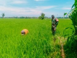Dukung Ketahanan Pangan, Babinsa Bontonompo Dampingi Petani Poktan Batu Malippung